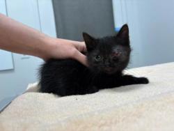 Shelter Stray Female Cat last seen N Bellaire Ave & NE 51st St, KCMO, 64119, 64119, MO, Kansas City, MO 64132
