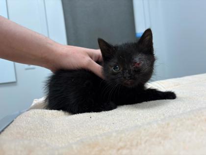 Shelter Stray Female Cat last seen N Bellaire Ave & NE 51st St, KCMO, 64119, 64119, MO, Kansas City, MO 64132