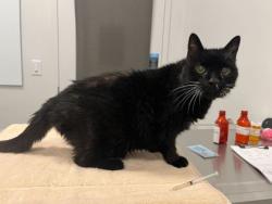 Shelter Stray Male Cat last seen Near NE Evansdale Road, 64116, MO, Kansas City, MO 64132