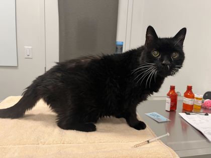 Shelter Stray Male Cat last seen Near NE Evansdale Road, 64116, MO, Kansas City, MO 64132