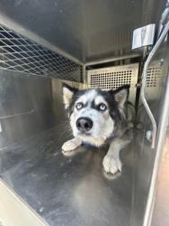 Shelter Stray Female Dog last seen Fort Worth, TX 76115, Fort Worth, TX 76119