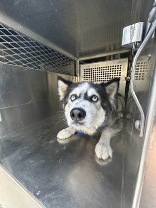 Shelter Stray Female Dog last seen Fort Worth, TX 76115, Fort Worth, TX 76119