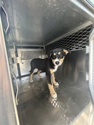 Shelter Stray Female Dog last seen Fort Worth, TX 76115, Fort Worth, TX 76119