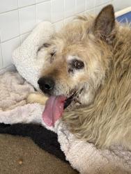 Shelter Stray Male Dog last seen Cleburne, TX , Cleburne, TX 76033