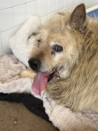 Shelter Stray Male Dog last seen Cleburne, TX , Cleburne, TX 76033