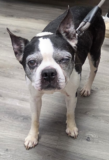 Shelter Stray Female Dog last seen Fairhope, AL 36532, Fairhope, AL 36532