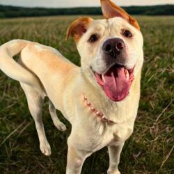 Shelter Stray Female Dog last seen Gaston County, NC , Gastonia, NC 28052