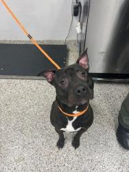 Shelter Stray Male Dog last seen Charlotte, NC 28208, Gastonia, NC 28052