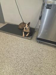 Shelter Stray Female Dog last seen Gastonia, NC 28052, Gastonia, NC 28052