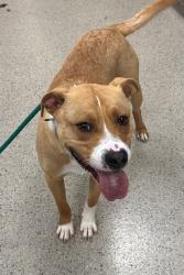 Shelter Stray Male Dog last seen Fishers, IN 46038, Fishers, IN 46038