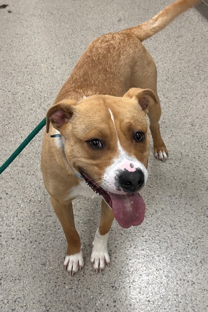 Shelter Stray Male Dog last seen Fishers, IN 46038, Fishers, IN 46038