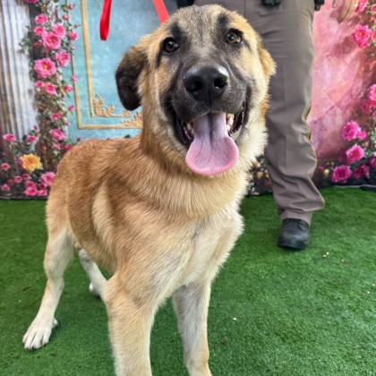 Shelter Stray Male Dog last seen Lake Bryan, TX 77807, Bryan, TX 77807