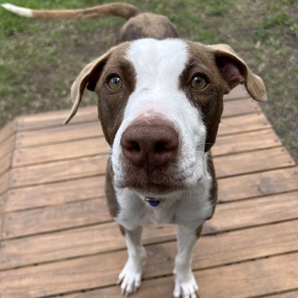 Shelter Stray Female Dog last seen College Station, TX 77845, Bryan, TX 77807