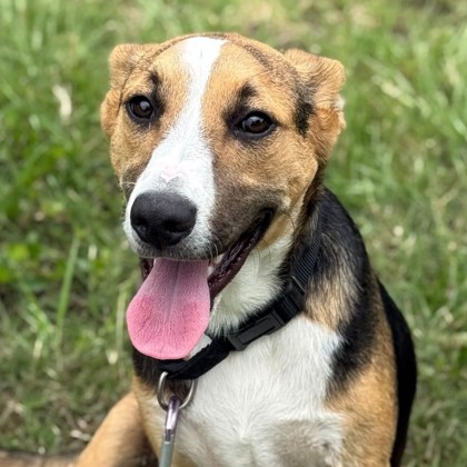 Shelter Stray Male Dog last seen Brazos County, TX 77845, Bryan, TX 77807