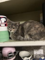 Lost Female Cat last seen There is a Mormon church near our hse , Tulsa, OK 74135