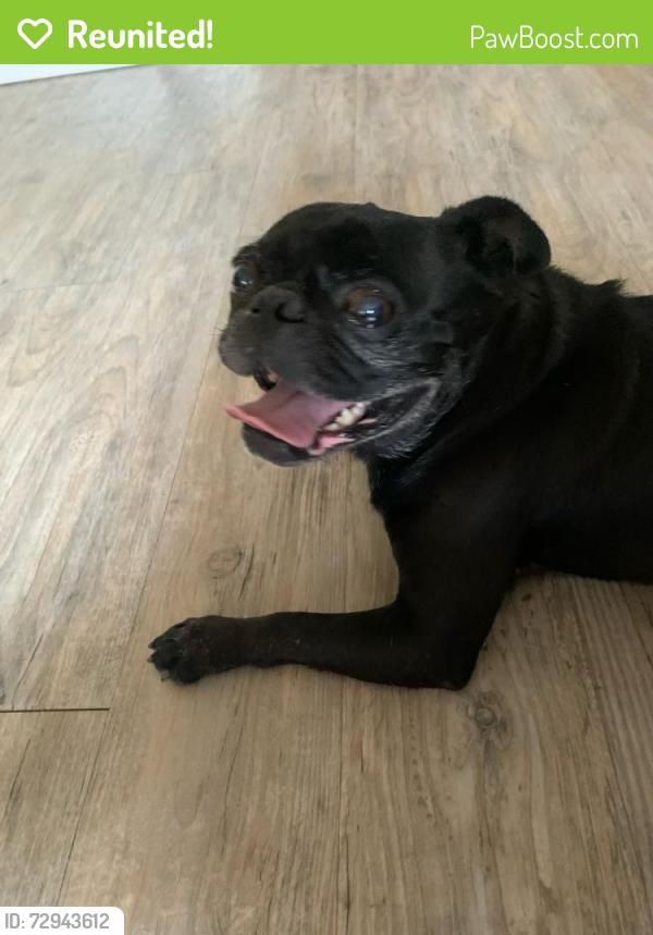 Reunited Male Dog last seen Wurzbach and Vance Jackson near the Walgreens , San Antonio, TX 78230