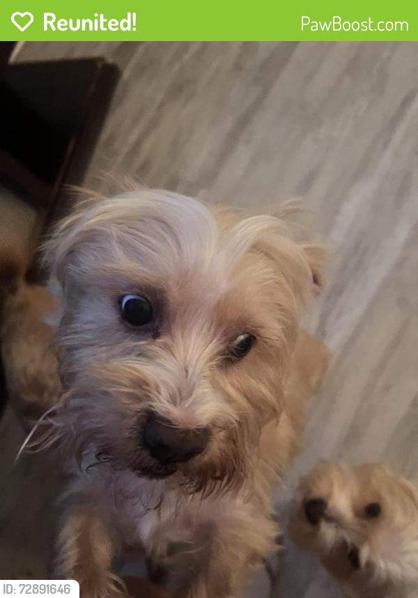 Reunited Male Dog last seen Carolina & Michigan Bonita Springs , FL 34135 , Bonita Springs, FL 34135