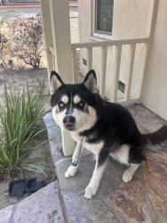 Found/Stray Unknown Dog last seen Oregon and W 33rd Way, Long Beach, CA 90806