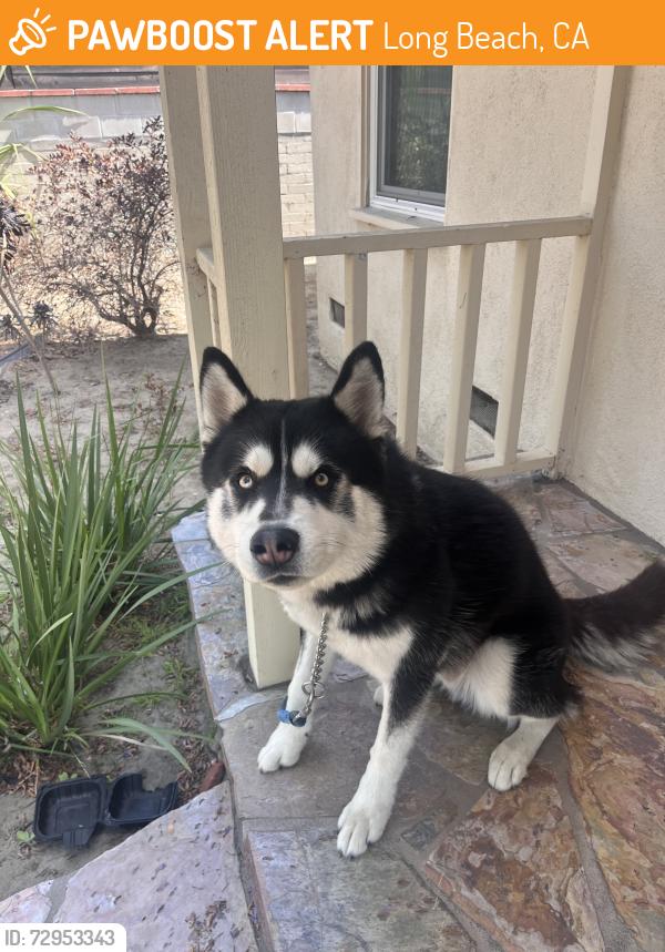 Found/Stray Unknown Dog last seen Oregon and W 33rd Way, Long Beach, CA 90806