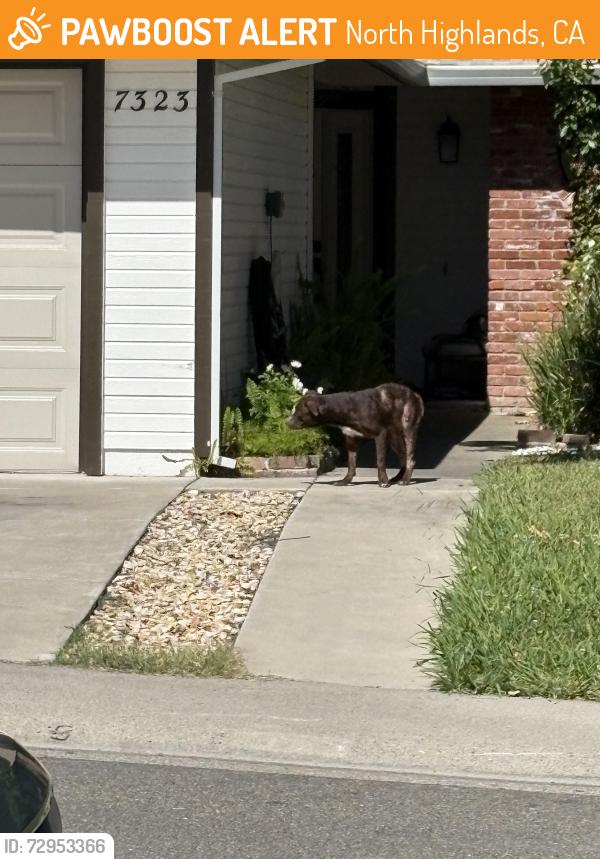 Found/Stray Unknown Dog last seen Across from ccaa elementary , North Highlands, CA 95660