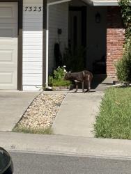 Found/Stray Unknown Dog last seen Across from ccaa elementary , North Highlands, CA 95660