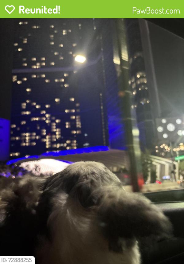 Reunited Female Dog last seen Cheyanne , Las Vegas, NV 89128