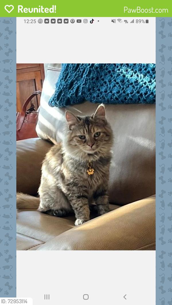 Reunited Female Cat last seen Shelby Court  and N First Street, Trenton, OH 45067