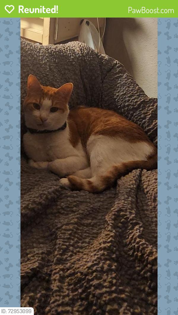 Reunited Male Cat last seen Near rockcrest dr, Houston, TX 77041