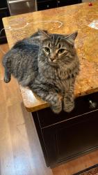 Reunited Male Cat last seen Brookview/Cedar Falls Rd, Chapel Hill, NC 27514