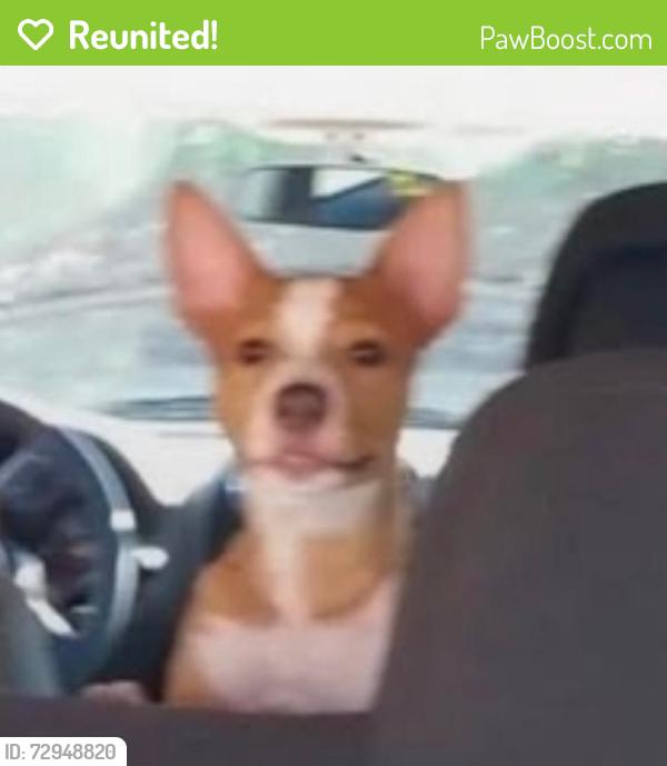 Reunited Female Dog last seen Seminole St., East Palatka, FL 32131
