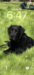 Reunited Male Dog last seen Central Avenue Roseville, Roseville, CA 95747