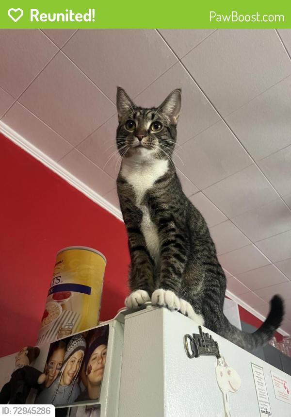 Reunited Male Cat last seen Near Wharton Elementary , Lancaster, PA 17603