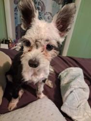 Lost Male Dog last seen Emerson & Myra, Moberly, MO 65270