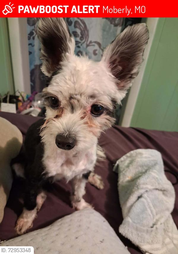 Lost Male Dog last seen Emerson & Myra, Moberly, MO 65270