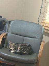 Lost Male Cat last seen Near avenue , Troutdale, OR 97060