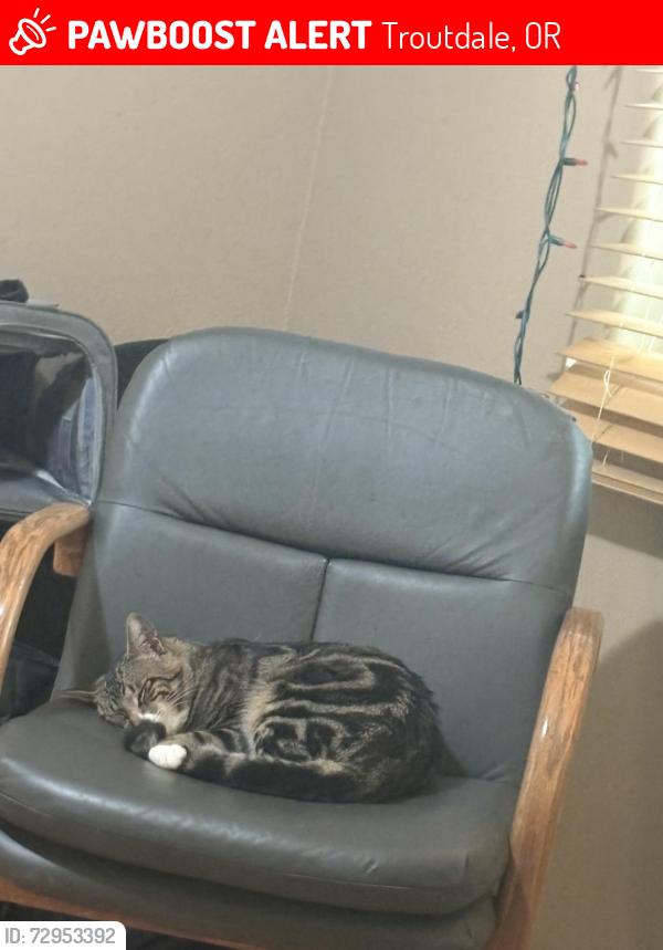 Lost Male Cat last seen Near avenue , Troutdale, OR 97060