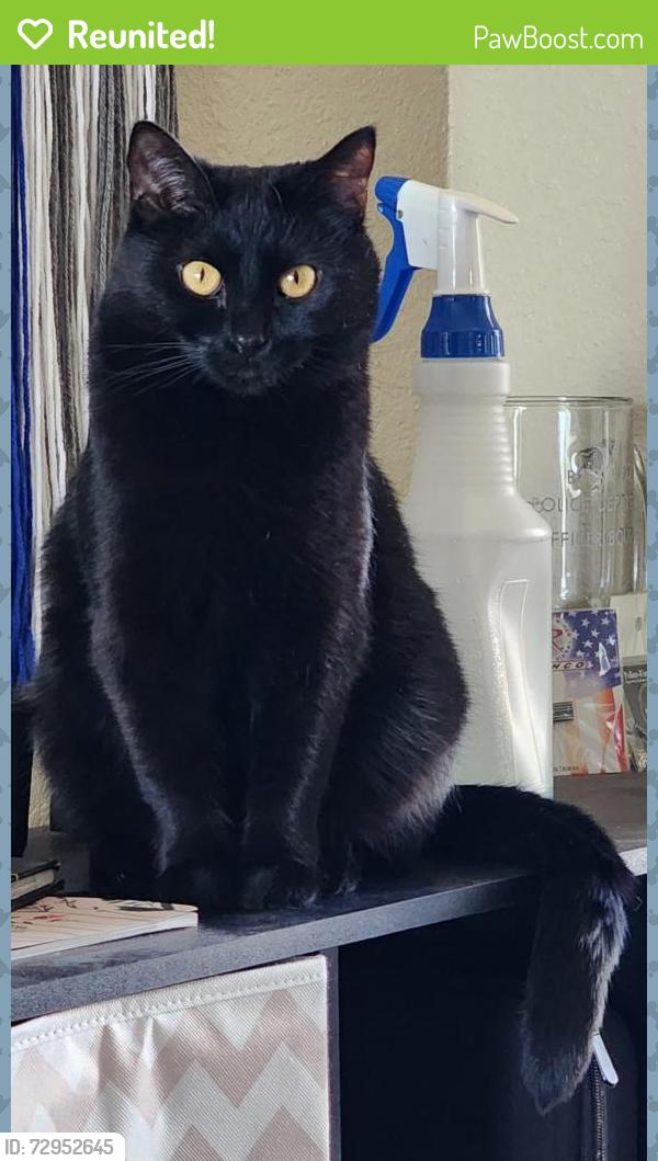 Reunited Female Cat last seen Mesa oak & Sandhill, Riverside, CA 92508