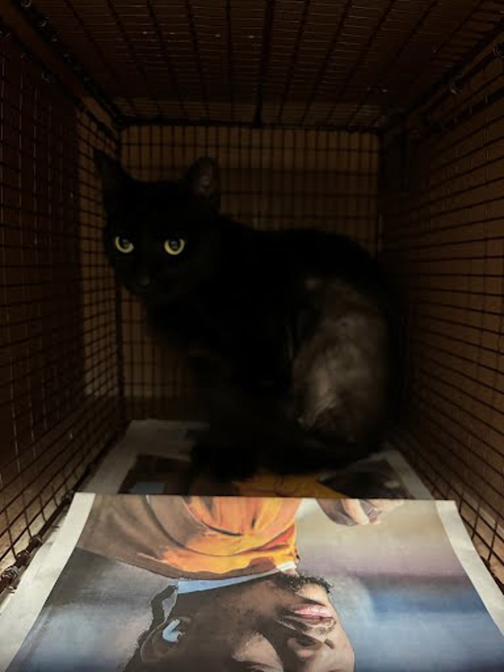 Shelter Stray Female Cat last seen Near Cleto Street, AUSTIN, TX, 78725, Austin, TX 78702