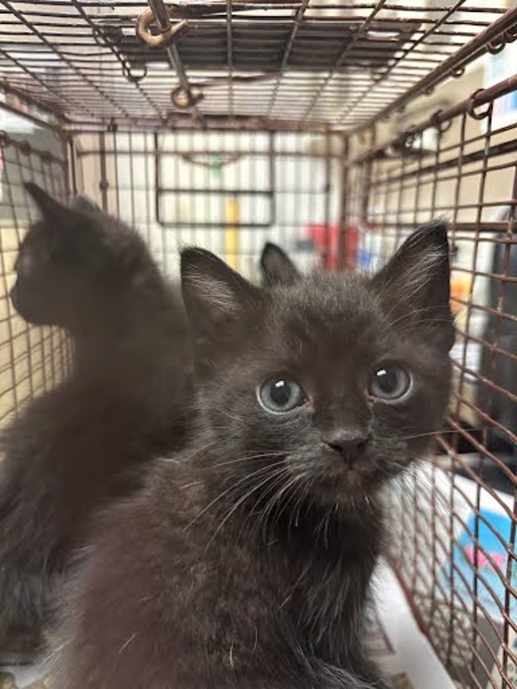 Shelter Stray Male Cat last seen Near Turtle Creek Boulevard, AUSTIN, TX, 78745, Austin, TX 78702