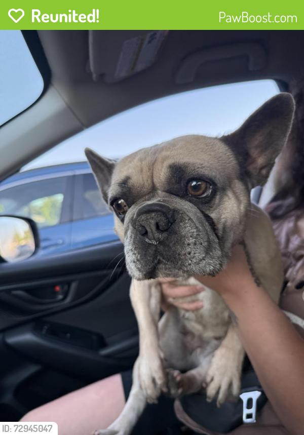 Reunited Female Dog last seen Clevenger rd, Modesto, CA 95356