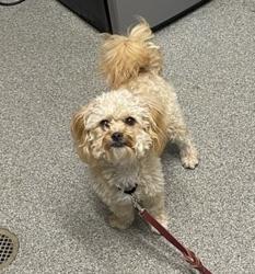 Shelter Stray Female Dog last seen Near Vineyard, San Marcos, CA, 92069, Escondido, CA 92027