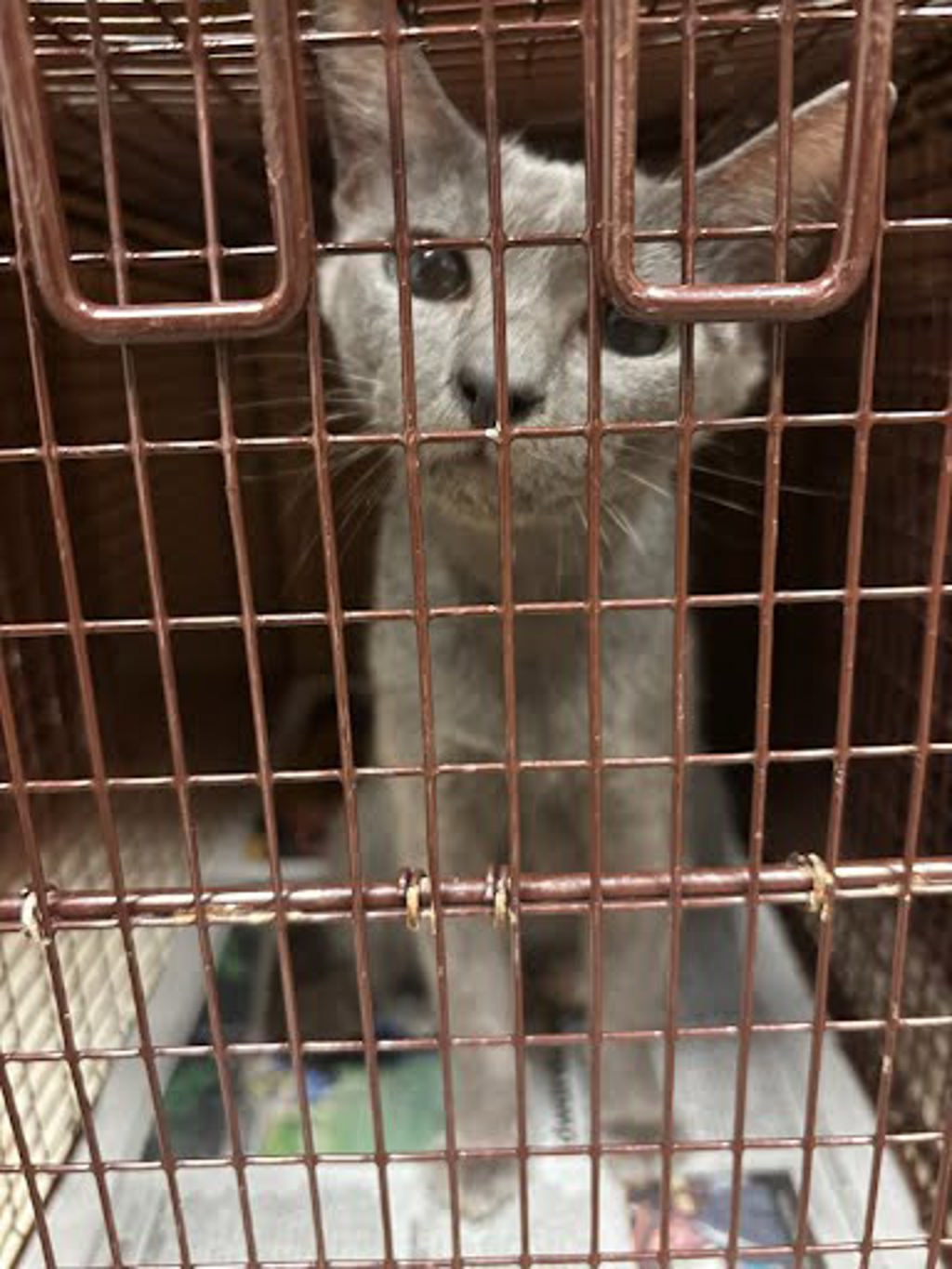 Shelter Stray Female Cat last seen Near Farm To Market Road 812, AUSTIN, TX, 78719, Austin, TX 78702