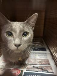 Shelter Stray Male Cat last seen Near Farm To Market Road 812, AUSTIN, TX, 78719, Austin, TX 78702