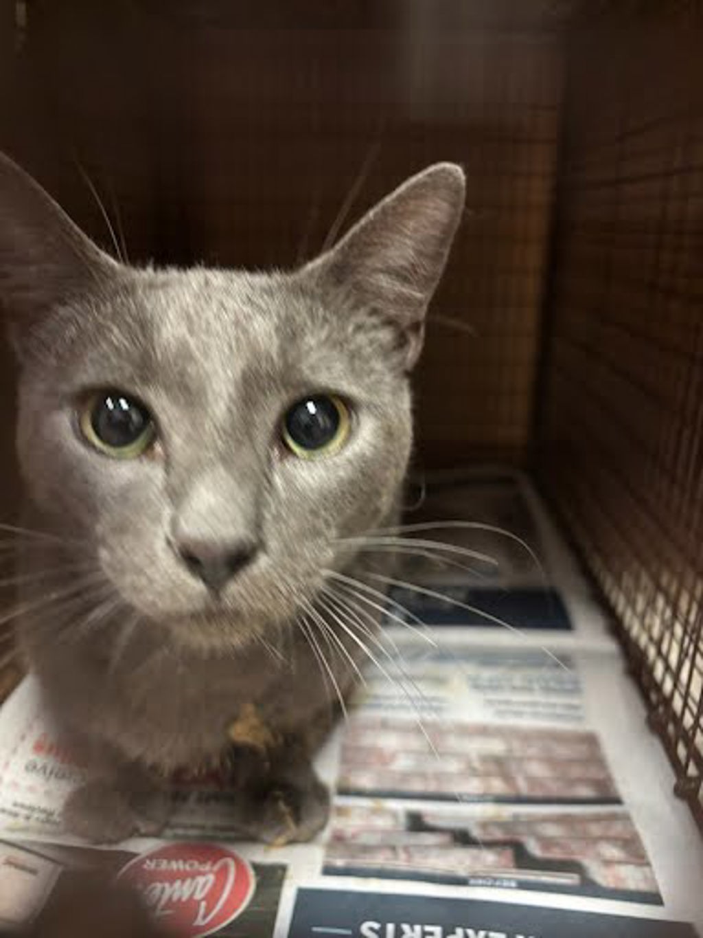 Shelter Stray Male Cat last seen Near Farm To Market Road 812, AUSTIN, TX, 78719, Austin, TX 78702