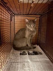Shelter Stray Female Cat last seen Near Farm To Market Road 812, AUSTIN, TX, 78719, Austin, TX 78702