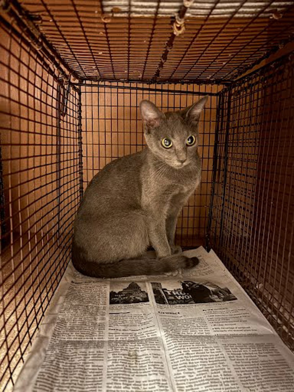 Shelter Stray Female Cat last seen Near Farm To Market Road 812, AUSTIN, TX, 78719, Austin, TX 78702