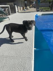 Reunited Male Dog last seen Del Rey and Tioga , Las Vegas, NV 89117