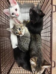Shelter Stray Female Cat last seen Near Farm To Market Road 812, AUSTIN, TX, 78719, Austin, TX 78702