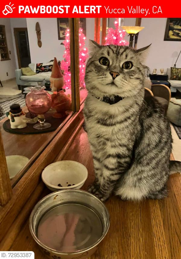 Lost Male Cat last seen Pinon Drive and Martinez Trail, Yucca Valley, CA 92284