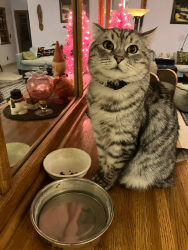 Lost Male Cat last seen Pinon Drive and Martinez Trail, Yucca Valley, CA 92284